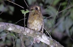 Rufescent Screech Owl 001.jpg