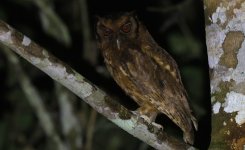 Tawny-bellied Screech Owl 002.jpg