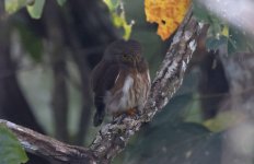 Amazonian Pygmy Owl 001.jpg