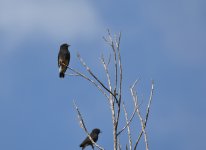 st puffbird.JPG