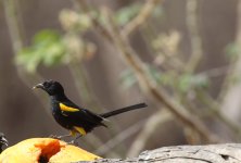 variable oriole.JPG