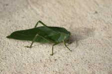 katydid hope bug.JPG