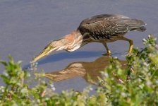 BZ5A5063 Green Heron small.jpg