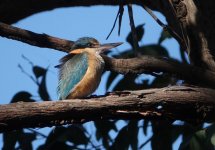 DSC00407 Sacred Kingfisher @ Northbridge bf.jpeg