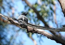 DSC00395 Black-faced Cuckooshrike @ Northbridge.jpeg