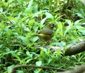 DSC00442 Silvereye @ Northbridge bf.jpeg