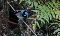 DSC00422 Superb Fairywren @ Northbridge bf.jpeg