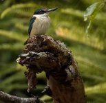 DSC00581 Sacred Kingfisher @ Northbridge bf.jpeg