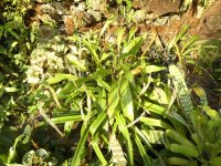 Dendrobium spp  05 - small.jpg