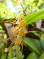 Dendrobium spp  03 - small.jpg