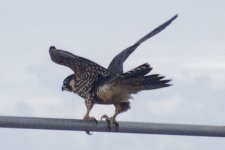 Peregrin Falcon (4).jpg