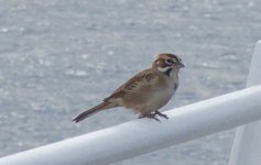 Lark Sparrow (1).jpg