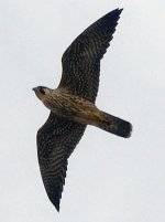 Peregrin Falcon (1).jpg
