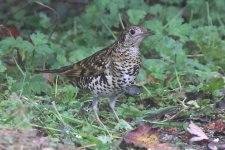 20231009 (17)_Whites_Thrush.JPG