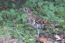 20231009 (21)_Whites_Thrush.JPG