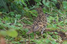 20231009 (33)_Whites_Thrush.JPG