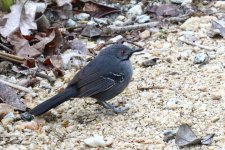 slender antbird on ground.JPG