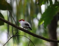 araripe manakin.JPG