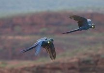 lears macaws flight.JPG