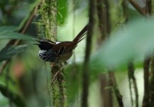 white biibed antbird.JPG