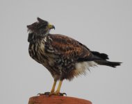 Harris's Hawk, Flamborough, 13 Oct 23 (4).jpg