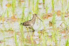 Pantanal Snipe 3.jpg