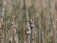 Song Sparrow 1-DeNoiseAI-denoise.JPG