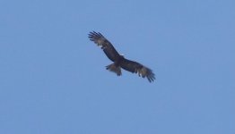 DSC00708 Square-tailed kite @ Northbridge bf.jpeg