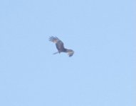 DSC00727 Square-tailed Kite @ Northbridge bf.jpeg