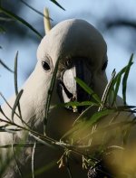 DSC00680 Sulphur-crested Cockatoo @ Northbridge bf.jpeg