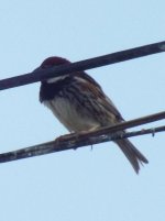 sparrow spannish 22.jpg