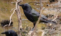 DSC00181 Australian Raven @ Mt Annan bf.jpeg