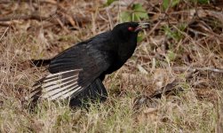 DSC00191 White-winged Chough @ Mt Annan bf.jpeg