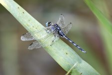 Dragonfly ID - Spain.jpg