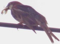 sparrow spanish male.jpg