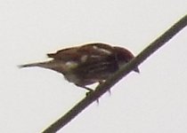 sparrow spanish 1.jpg