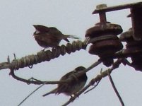 sparrow spanish 2.jpg