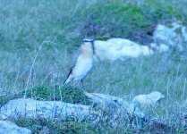 Wheatear 9.jpg