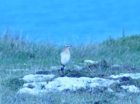 Wheatear 6.jpg