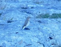 Wheatear 1.jpg