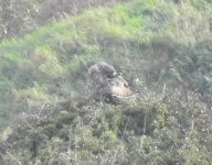 Red-tailed Hawk or hybrid, Flamborough, 17 Oct 23.jpg