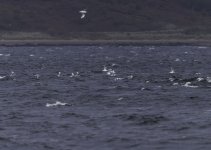 20231019 - Flock of Black headed gulls plus.jpg