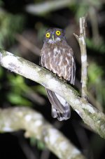 JAY_8689 BROWN HAWK-OWL.jpg