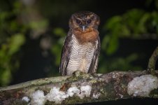 JAY_7035 BROWN WOOD OWL.jpg