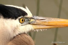 great blue heron third eyelid.jpg