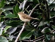 tristis type Chiff Chaff unsharpened.jpeg