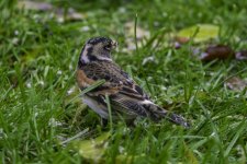 20231027 - Brambling male in the garden.jpg