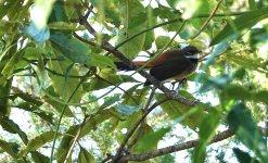 DSC00739 Rufous Fantail.@ Castlecrag bf.jpeg