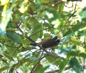 DSC00740 Rufous Fantail @ Castlecrag bf.jpeg