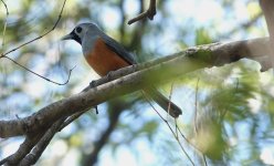 DSC00811 Black-faced Monarch @ Castlecrag bf.jpeg